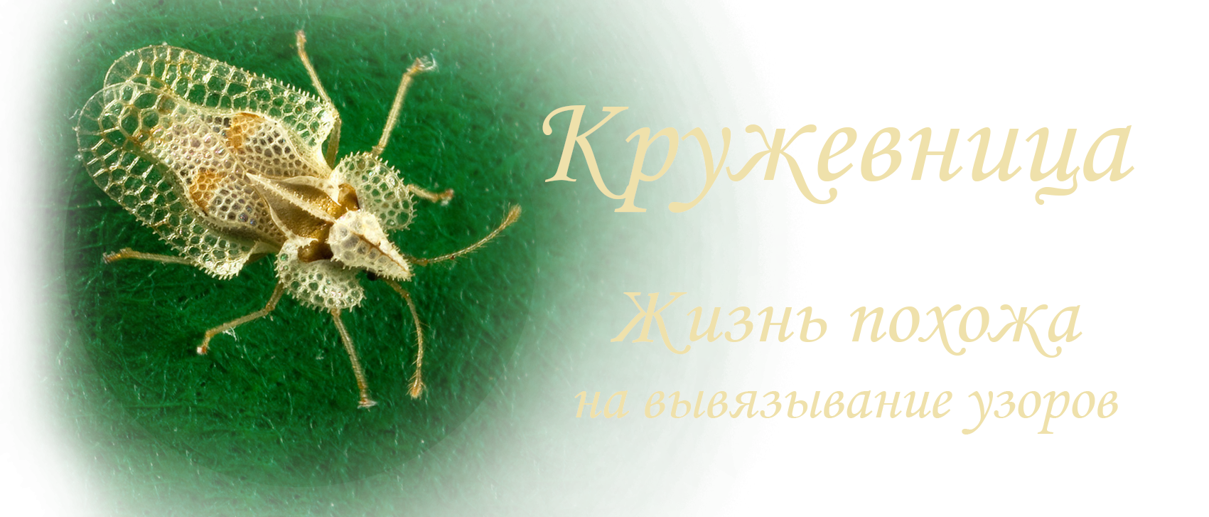 Кружевница